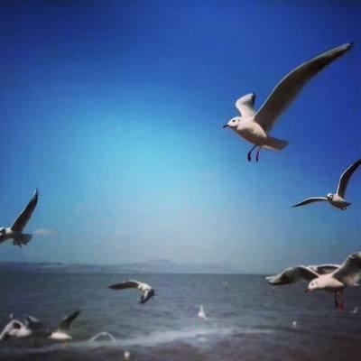 ankh永生计划内购破解版下载